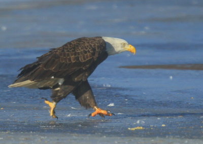 Bald Eagle, adult with transmitter and antenna