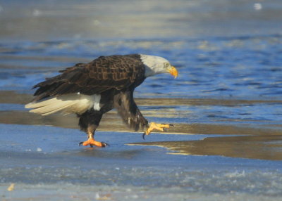 Bald Eagle, adult with transmitter and antenna