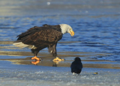 Bald Eagle, adult with transmitter and antenna