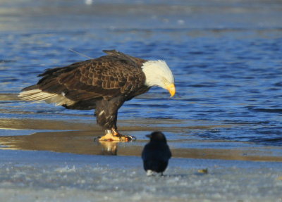 Bald Eagle, adult with transmitter and antenna