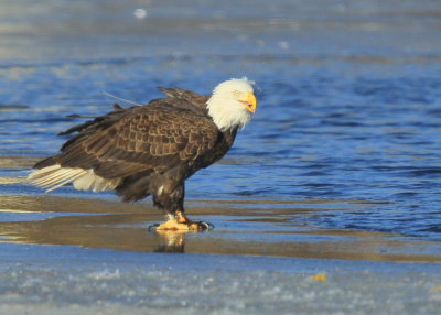 Bald Eagle, adult with transmitter and antenna