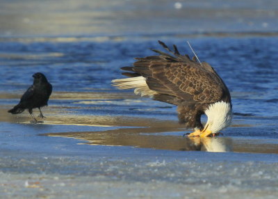 Bald Eagle, adult with transmitter and antenna