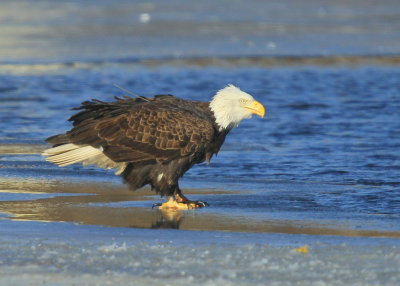 Bald Eagle, adult with transmitter and antenna