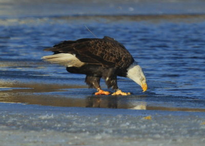 Bald Eagle, adult with transmitter and antenna