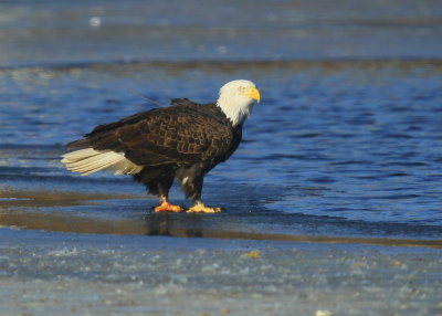 Bald Eagle, adult with transmitter and antenna