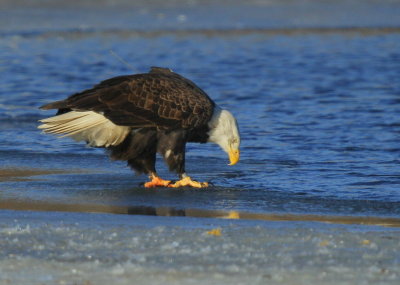 Bald Eagle, adult with transmitter and antenna