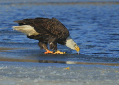 Bald Eagle, adult with transmitter and antenna