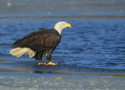 Bald Eagle, adult with transmitter and antenna