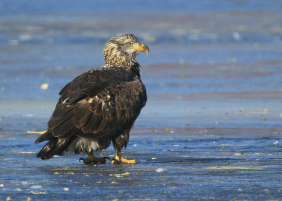 Bald Eagle, leg band P/7 (2.5 yrs old)