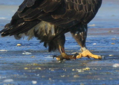Bald Eagle, leg band P/7 (2.5 yrs old)