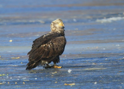 Bald Eagle, leg band P/7 (2.5 yrs old)