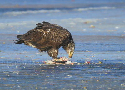 Bald Eagle, leg band P/7 (2.5 yrs old)