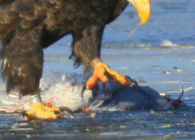 Bald Eagle, adult with leg band
