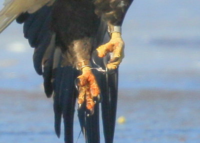 Bald Eagle, adult with leg band
