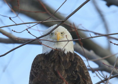 Bald Eagle, adult with transmitter and antenna (leg band)