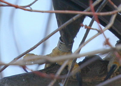 Bald Eagle, adult with transmitter and antenna (leg band)