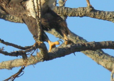 Bald Eagle, adult, no leg bands!