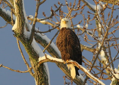 Bald Eagle, adult