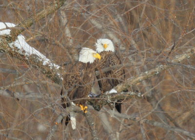 Bald Eagle, adult pair