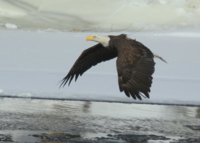 Blad Eagle adult with transmitter & antenna