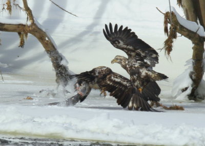 Bald Eagle subadults in food fight!