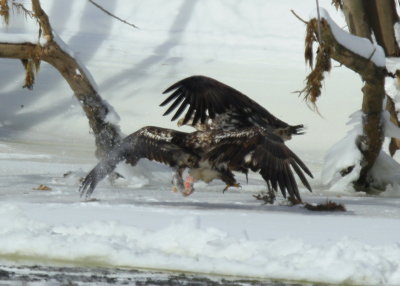 Bald Eagle subadults in food fight!