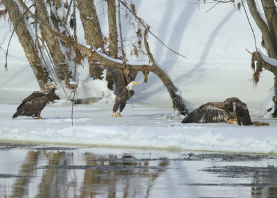 Bald Eagles: adult joins subadults in food fight!