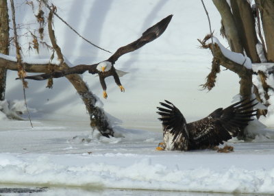Bald Eagles: adult joins subadults in food fight!
