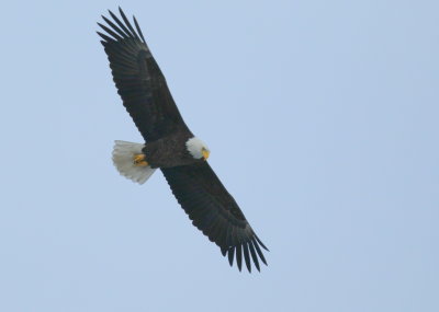 Bald Eagle, adult 