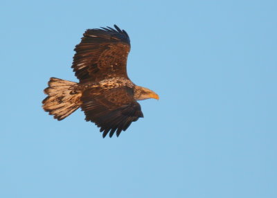 Bald Eagle, Basic III plumage