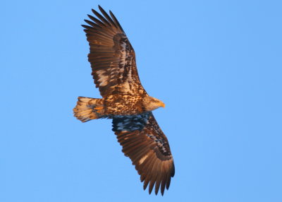 Bald Eagle, Basic III plumage