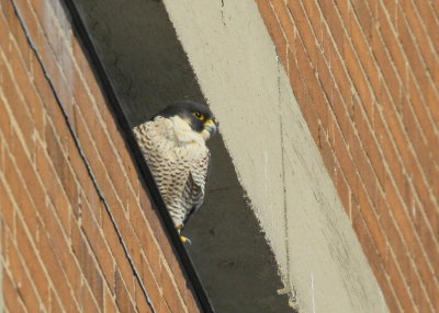 Peregrine Falcon, perched south side of tower