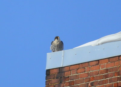 Peregrine Falcon, male considering a visit!