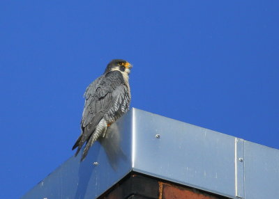 Peregrine Falcon, male with female in sight!