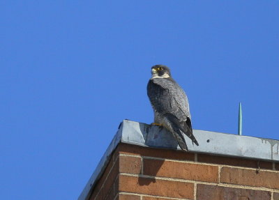 Peregrine Falcon, female with male in sight!