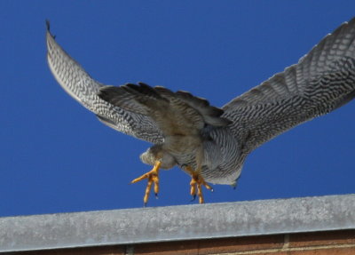 Peregrine Falcon, female taking off (no leg bands)
