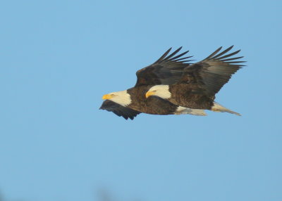 Bald Eagle, adults