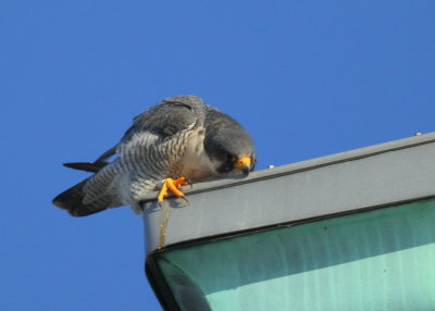Peregrine Falcon, male 