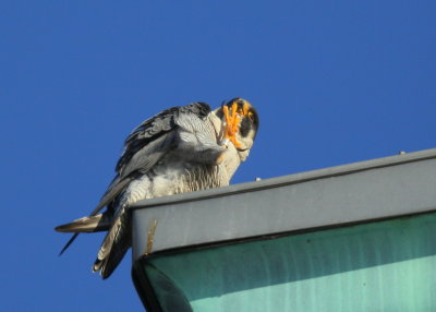 Peregrine Falcon, male 