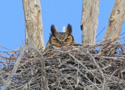2015 Great Horned Owls