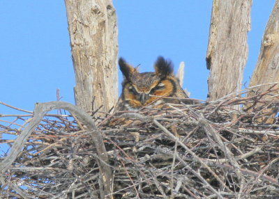 Great Horned Owl, female on nest!