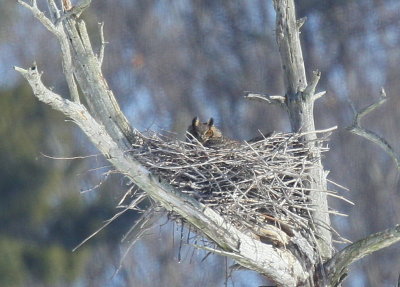 Great Horned Owl, female on nest!