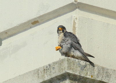 Peregrine Falcon, male: leg band 6/4 