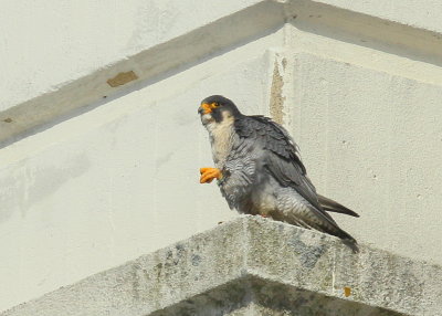 Peregrine Falcon, male: leg band 6/4 