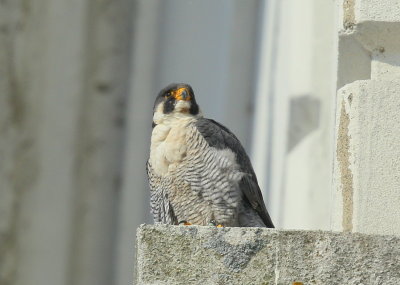 Peregrine Falcon, male: leg band 6/4 