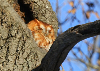 Eastern Screech Owl, red phase
