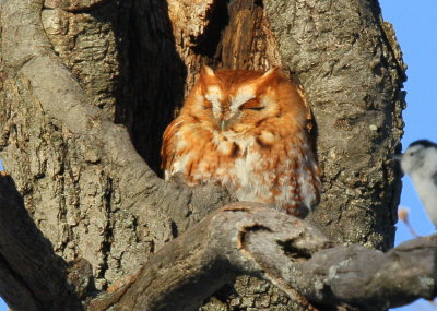 Eastern Screech Owl, red phase