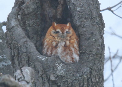 Eastern Screech Owl, red phase 