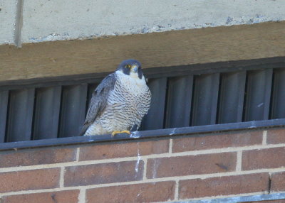 Peregrine Falcon, female