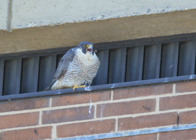 Peregrine Falcon, female calling the male